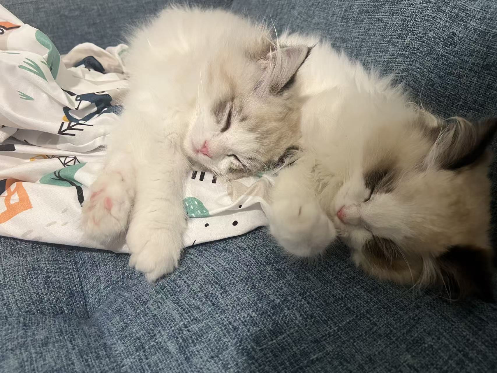 Dudu and Nono, two Ragdoll cats, sleeping together on a sofa